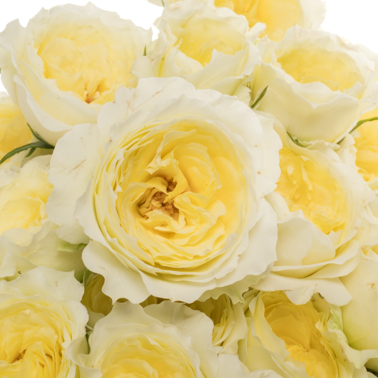 Rose verzweigt hell gelb Princess Hoshi 60cm