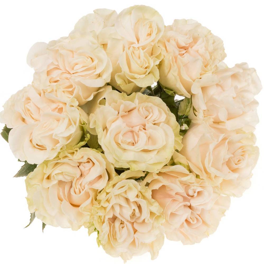 Rose creme Cotton X-Pression (Ec) 50cm X10