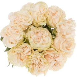 Rose creme Cotton X-Pression (Ec) 50cm X10