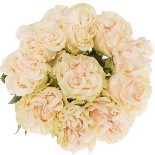 Rose creme Cotton X-Pression (Ec) 50cm X10