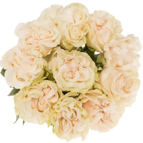 Rose creme Cotton X-Pression (Ec) 50cm X10