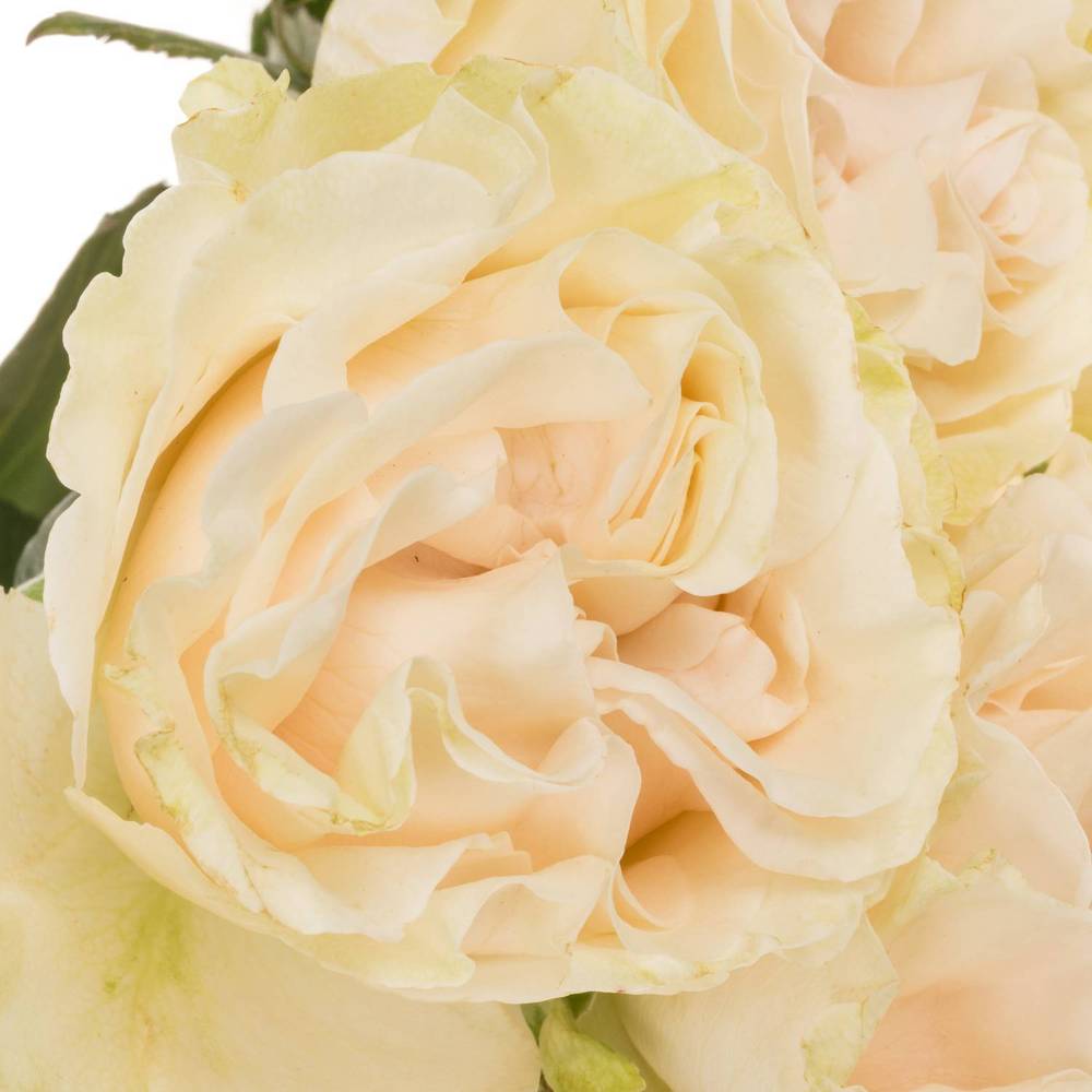 Rose creme Cotton X-Pression (Ec) 50cm X10