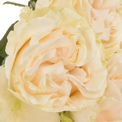 Rose creme Cotton X-Pression (Ec) 50cm X10