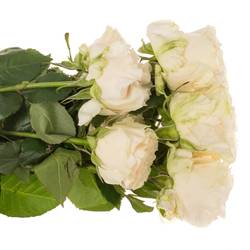 Rose creme Cotton X-Pression (Ec) 50cm X10