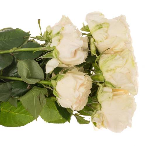 Rose creme Cotton X-Pression (Ec) 50cm X10