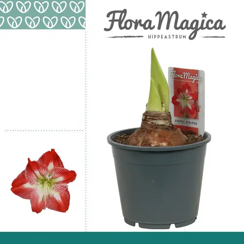 Amaryllis 2er rot-weiss gestreift T14 H025