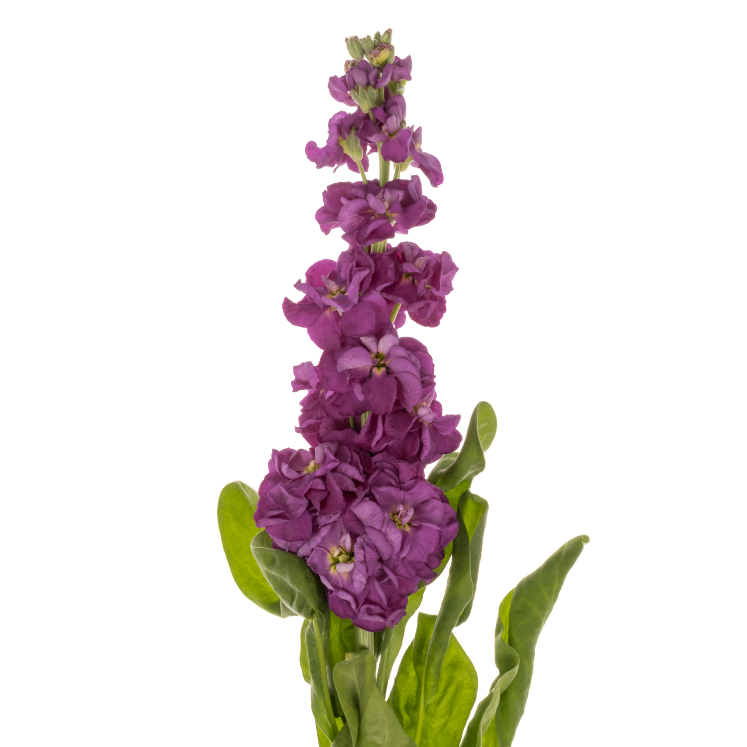Levkoje lila Impala Purple 65 cm