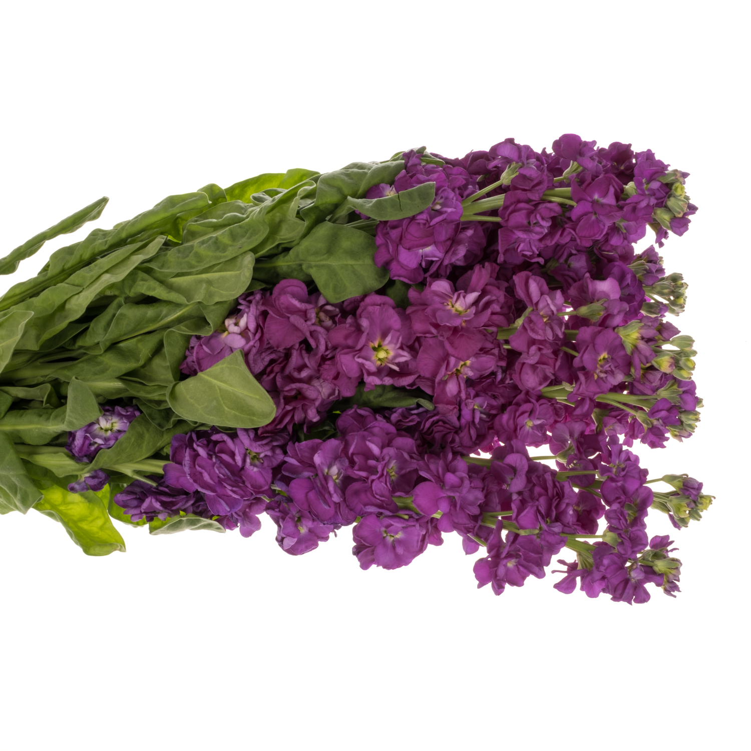 Levkoje lila Impala Purple 65 cm