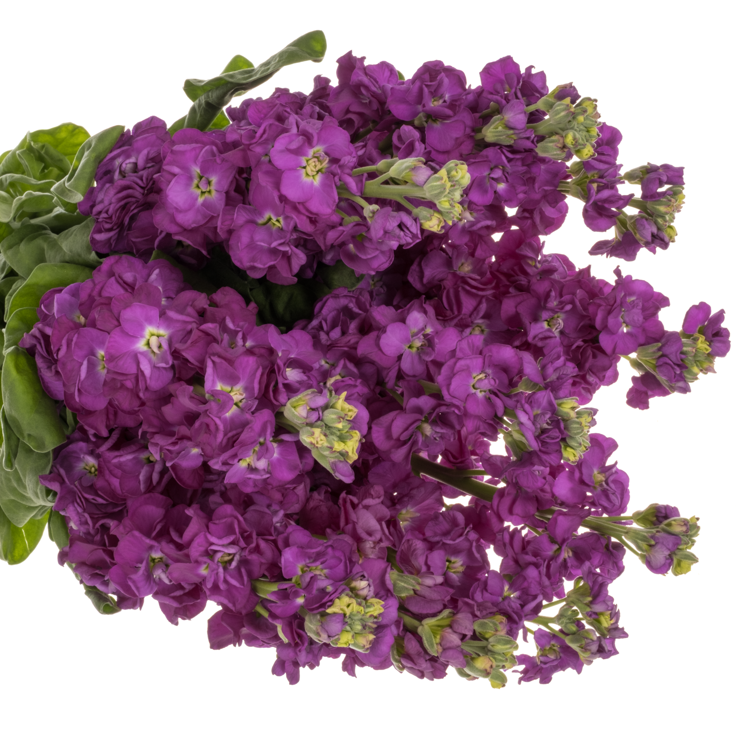 Levkoje lila Impala Purple 65 cm