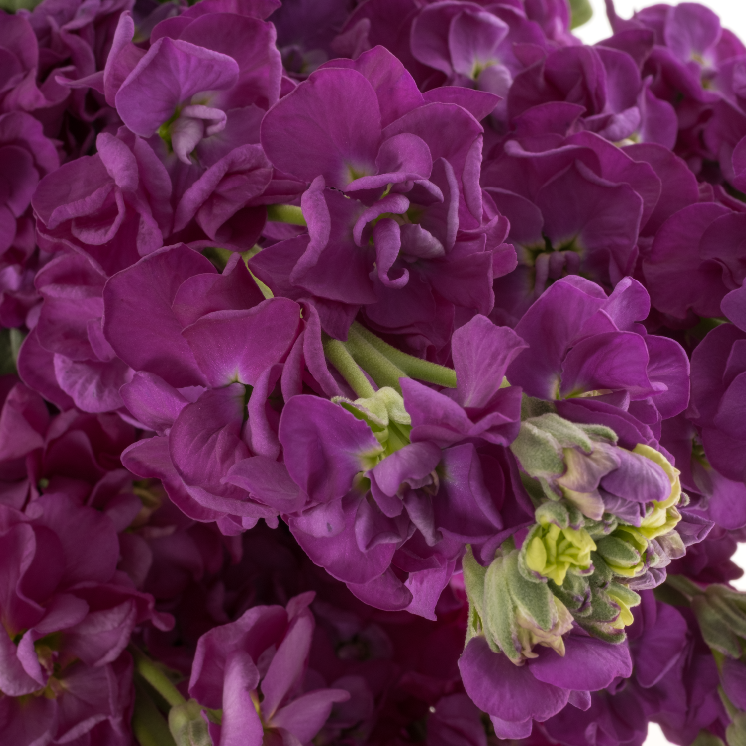 Levkoje lila Impala Purple 65 cm