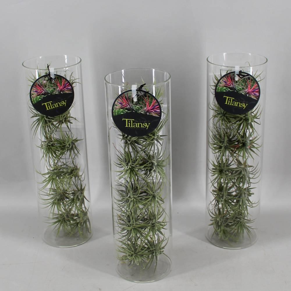Tillandsia Tillansy grün Glas T11 H037