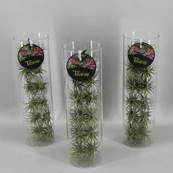 Tillandsia Tillansy grün Glas T11 H037