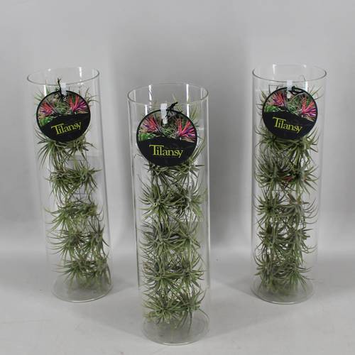 Tillandsia Tillansy grün Glas T11 H037