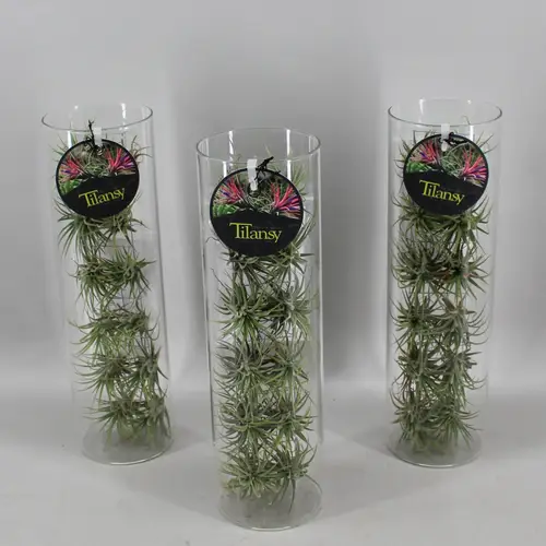Tillandsia Tillansy grün Glas T11 H037