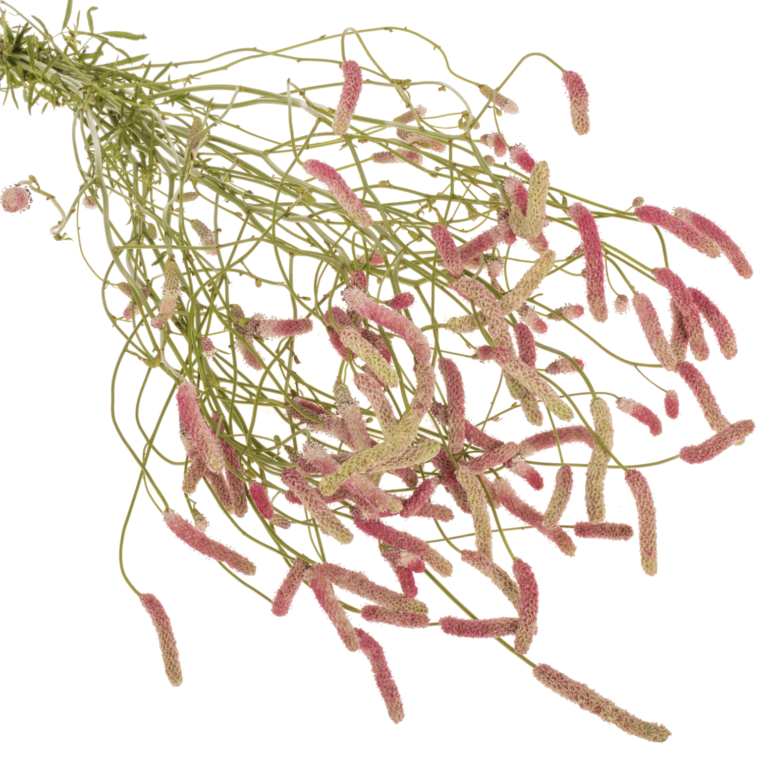 Sanguisorba hell rosa Sweet Dream 90cm