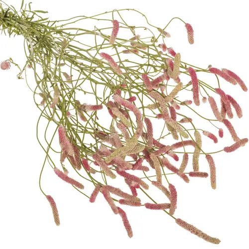 Sanguisorba hell rosa Sweet Dream 90cm