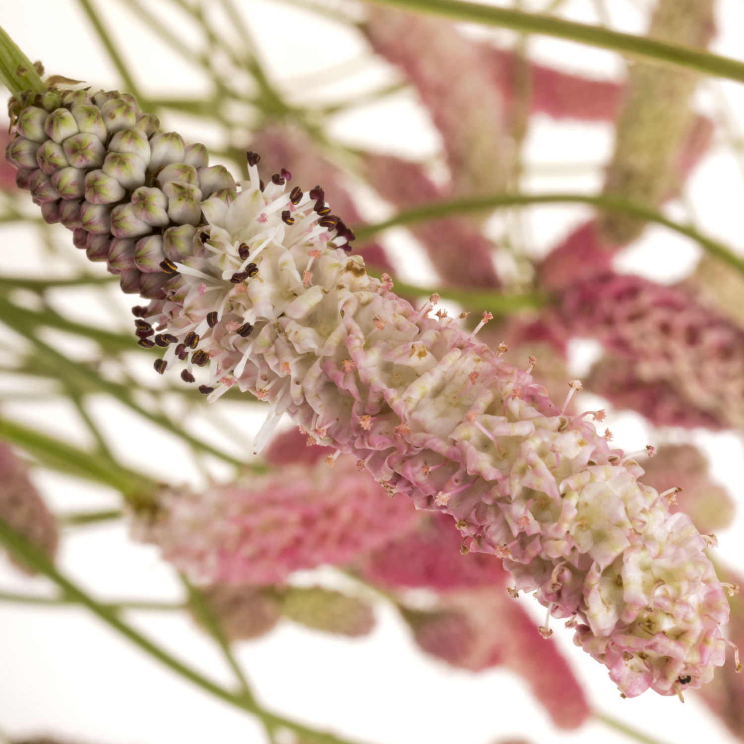 Sanguisorba hell rosa Sweet Dream 90cm