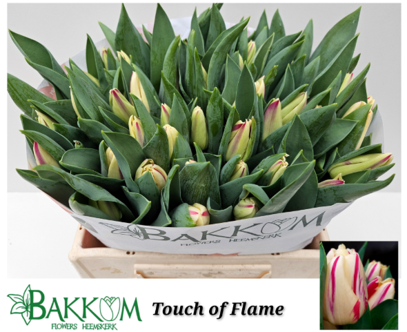 Tulpe weiss/rot Touch of Flame bakkum duftend 40 Gram 42 Gramm