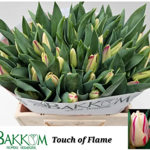 Tulpe weiss/rot Touch of Flame bakkum duftend 40 Gram 42 Gramm
