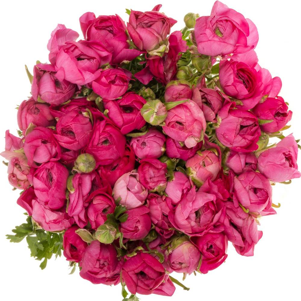 Ranunkel cerise Hot Pink Italien Extra 40cm