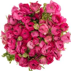 Ranunkel cerise Hot Pink Italien Extra 40cm