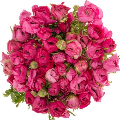 Ranunkel cerise Hot Pink Italien Extra 40cm