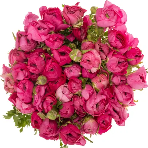 Ranunkel cerise Hot Pink Italien Extra 40cm