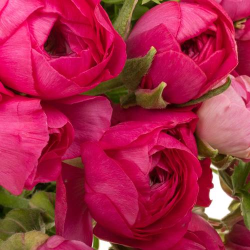 Ranunkel cerise Hot Pink Italien Extra 40cm