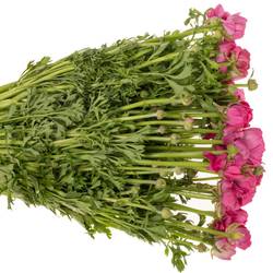 Ranunkel cerise Hot Pink Italien Extra 40cm