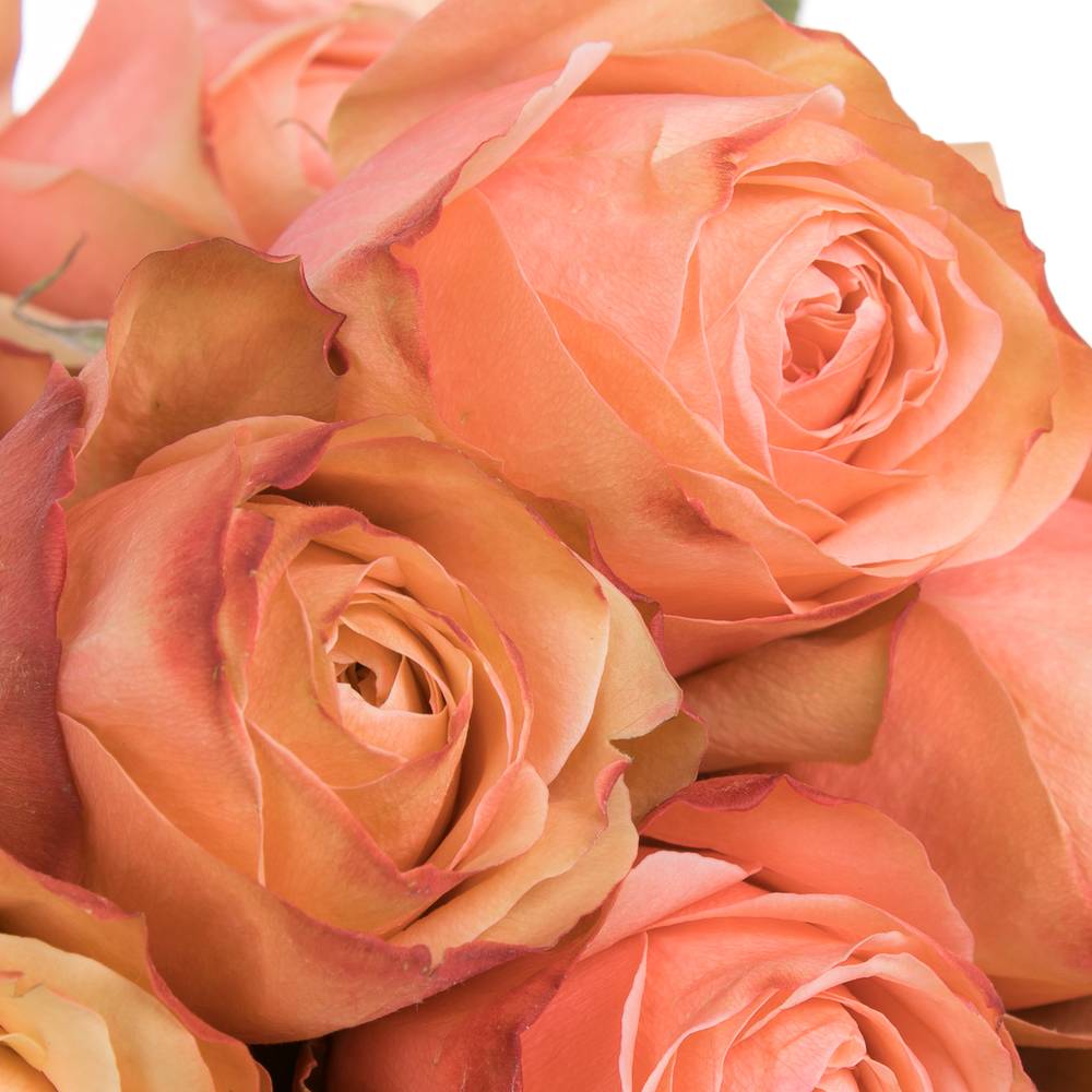 Rose apricot Kahala (Ec) 60cm