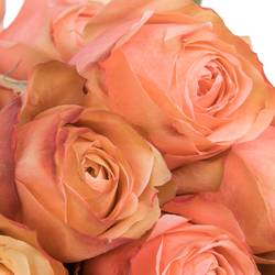 Rose apricot Kahala (Ec) 60cm