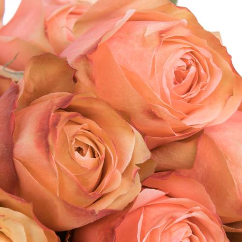 Rose apricot Kahala (Ec) 60cm