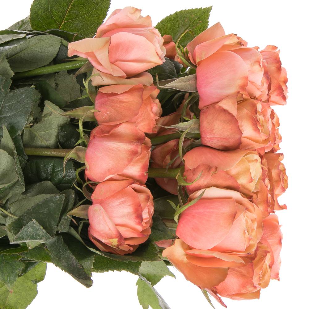 Rose apricot Kahala (Ec) 60cm