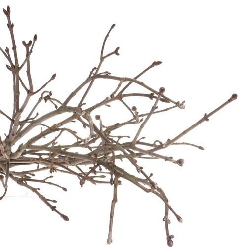 Kastanie Zweig  80cm