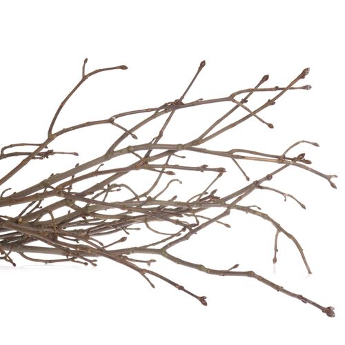 Kastanie Zweig  80cm