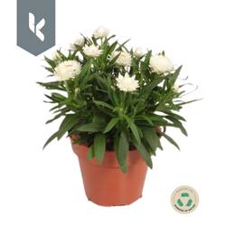 Strohblume Crispy weiss T15 H030