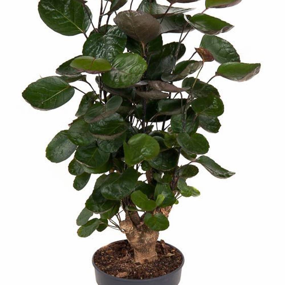 Polyscias Fabian Verzweigt T19 H80