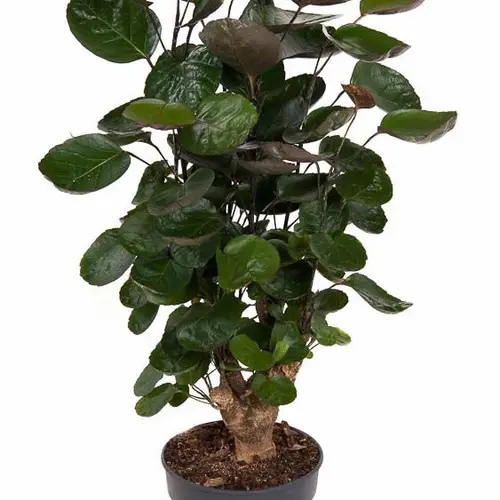 Polyscias Fabian Verzweigt T19 H80