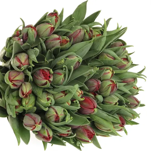 Tulpe rot doppel Red Princess 32 Gramm