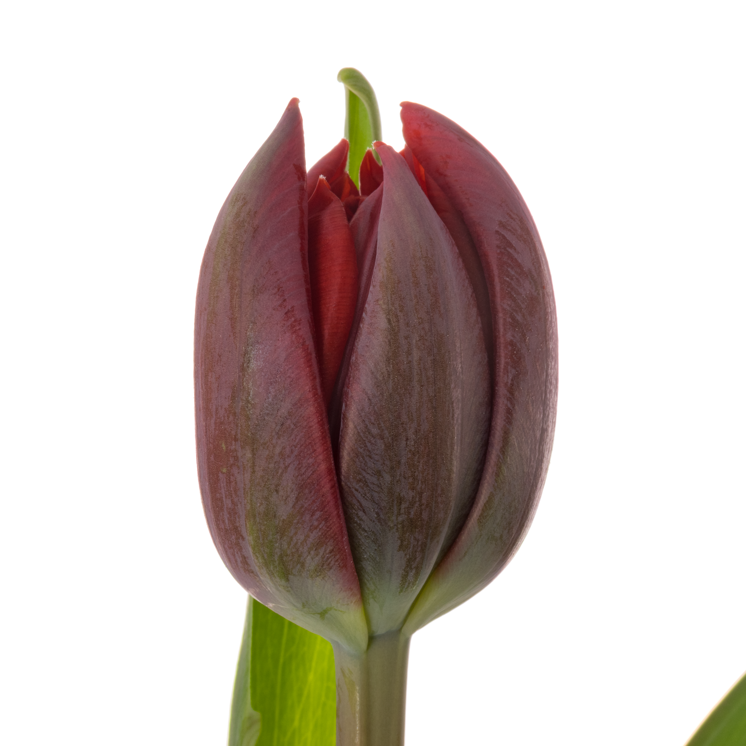 Tulpe rot doppel Red Princess 36 Gramm