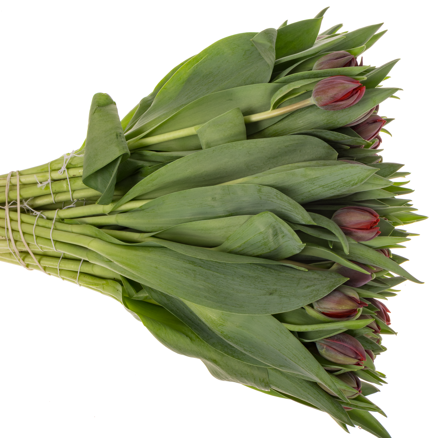 Tulpe rot doppel Red Princess 36 Gramm