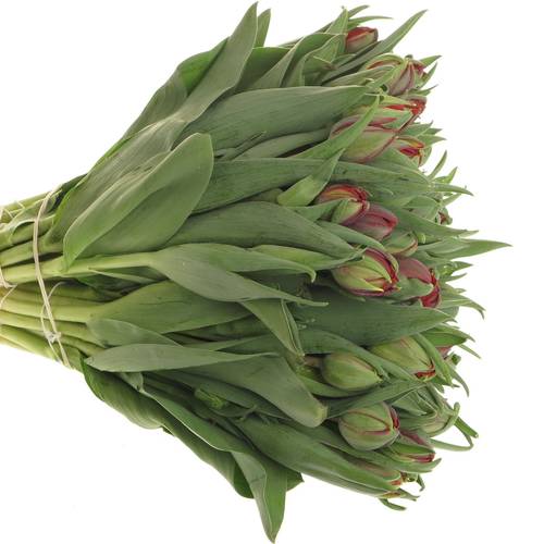 Tulpe rot doppel Red Princess 32 Gramm