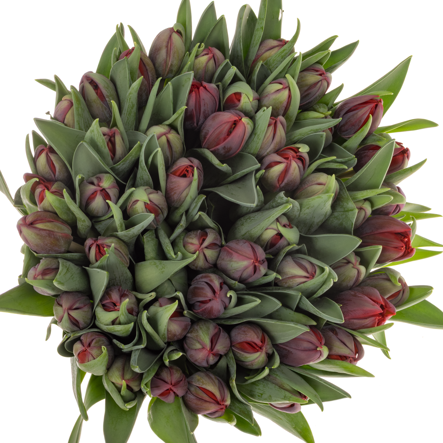 Tulpe rot doppel Red Princess 36 Gramm