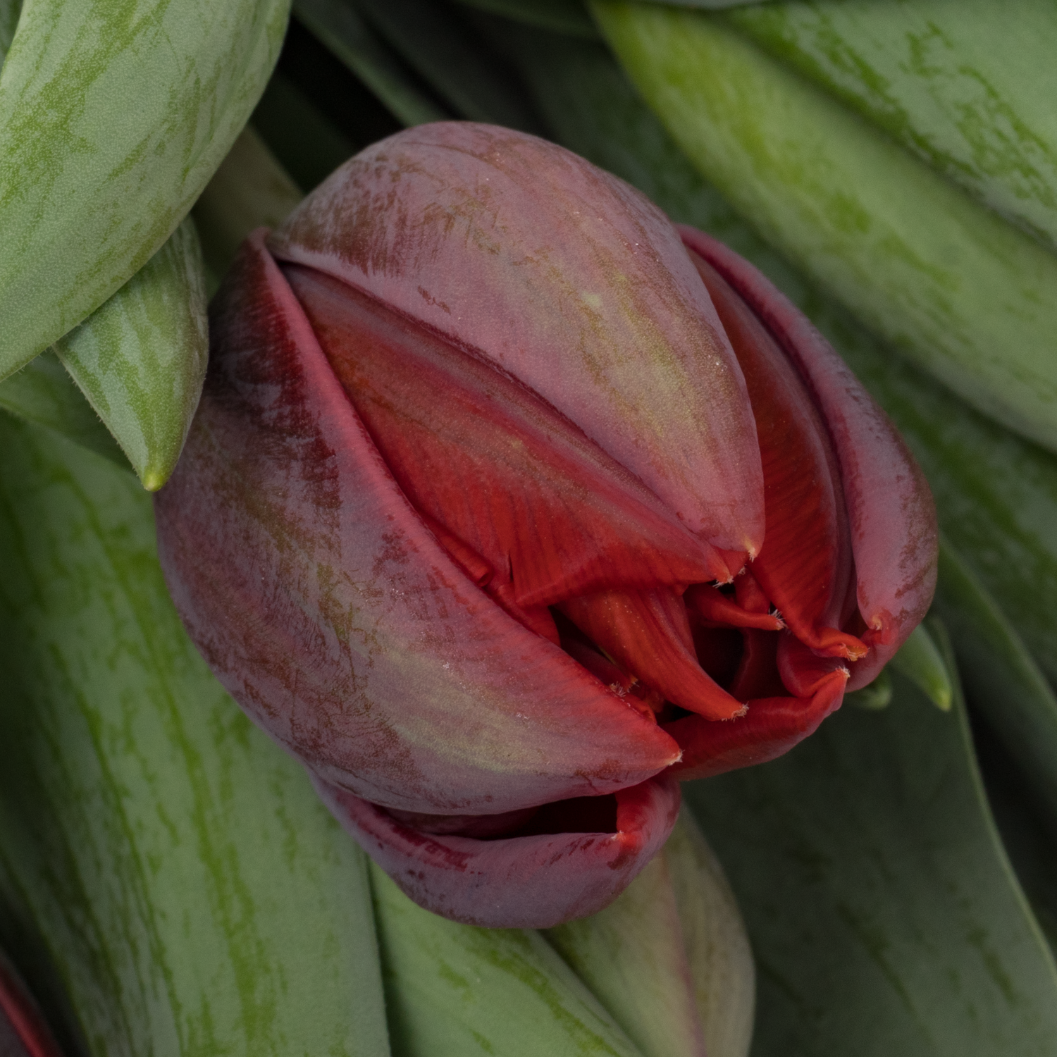 Tulpe rot doppel Red Princess 36 Gramm