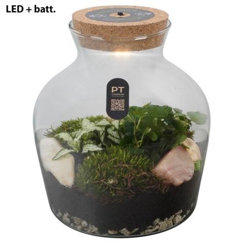 Flor.Arr PTTER8102 LED +Batt. T20 H024