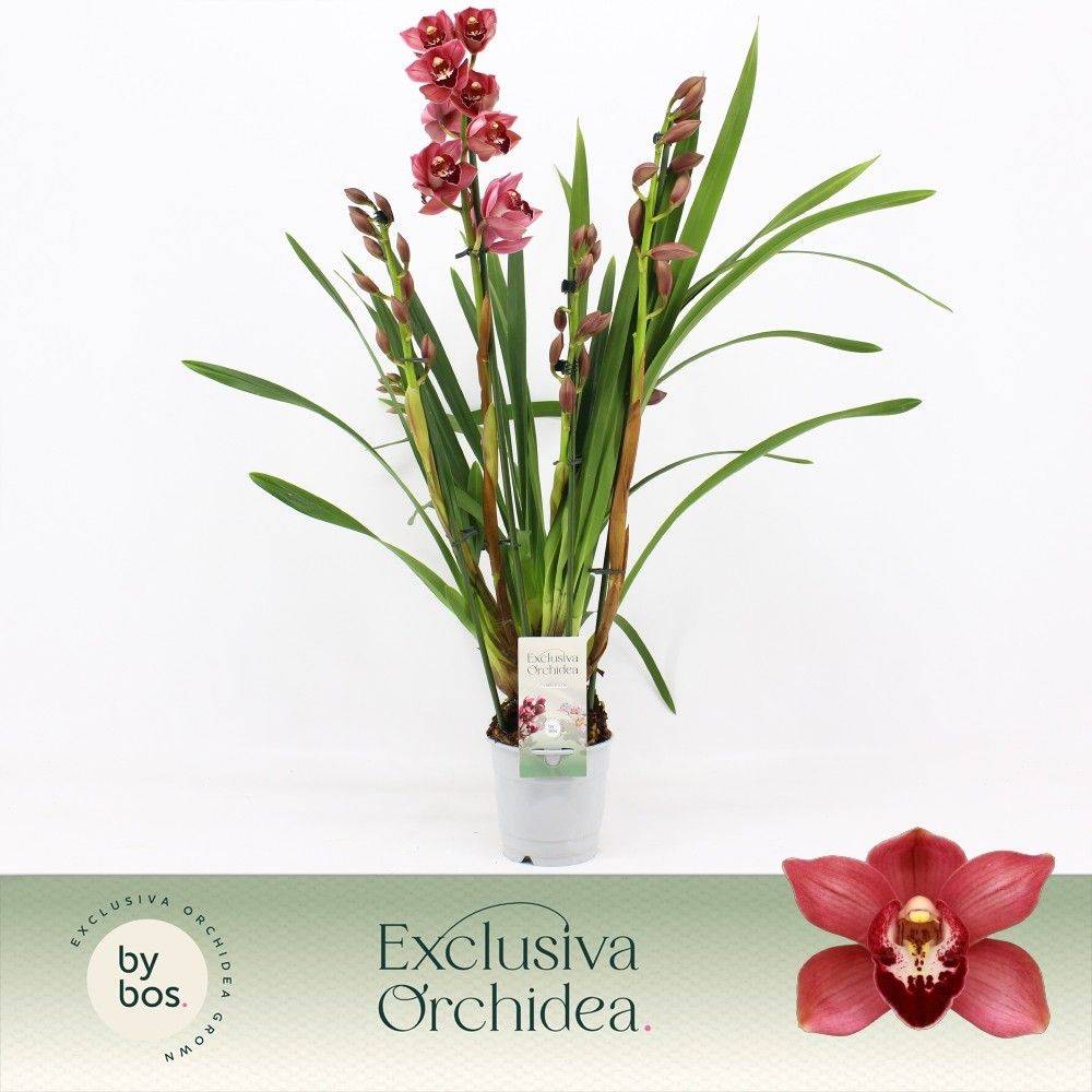 Cymbidium 4-R rot T12 H060