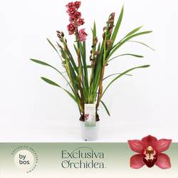 Cymbidium 4-R rot T12 H060