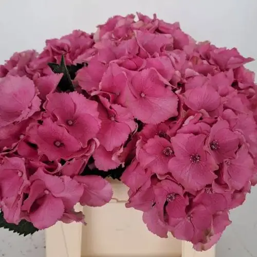 Hortensie dunkel rosa  Palace Bol 16-18cm 40cm