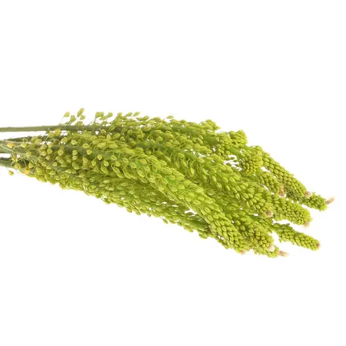 Eremurus gelb 60cm