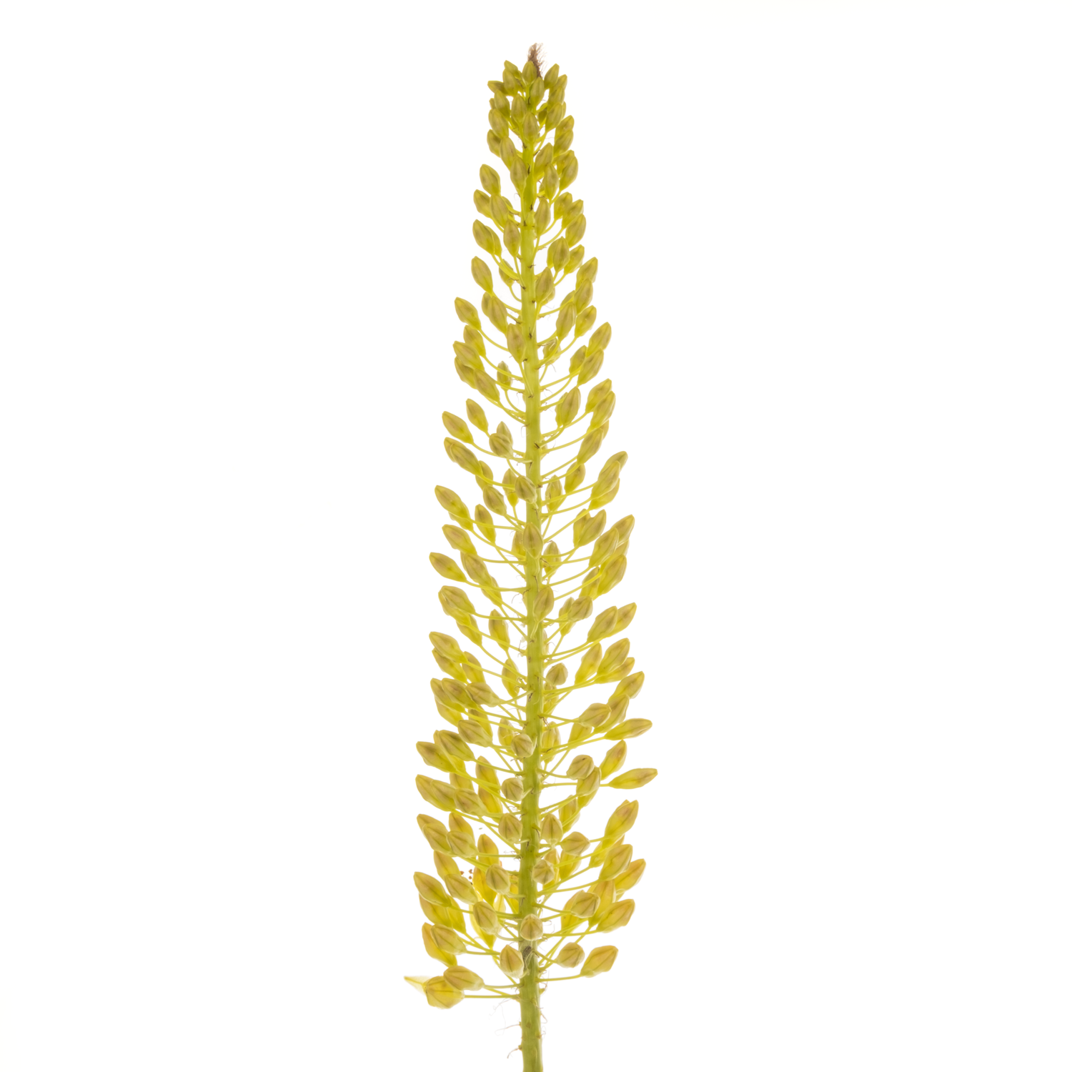 Eremurus gelb 60cm